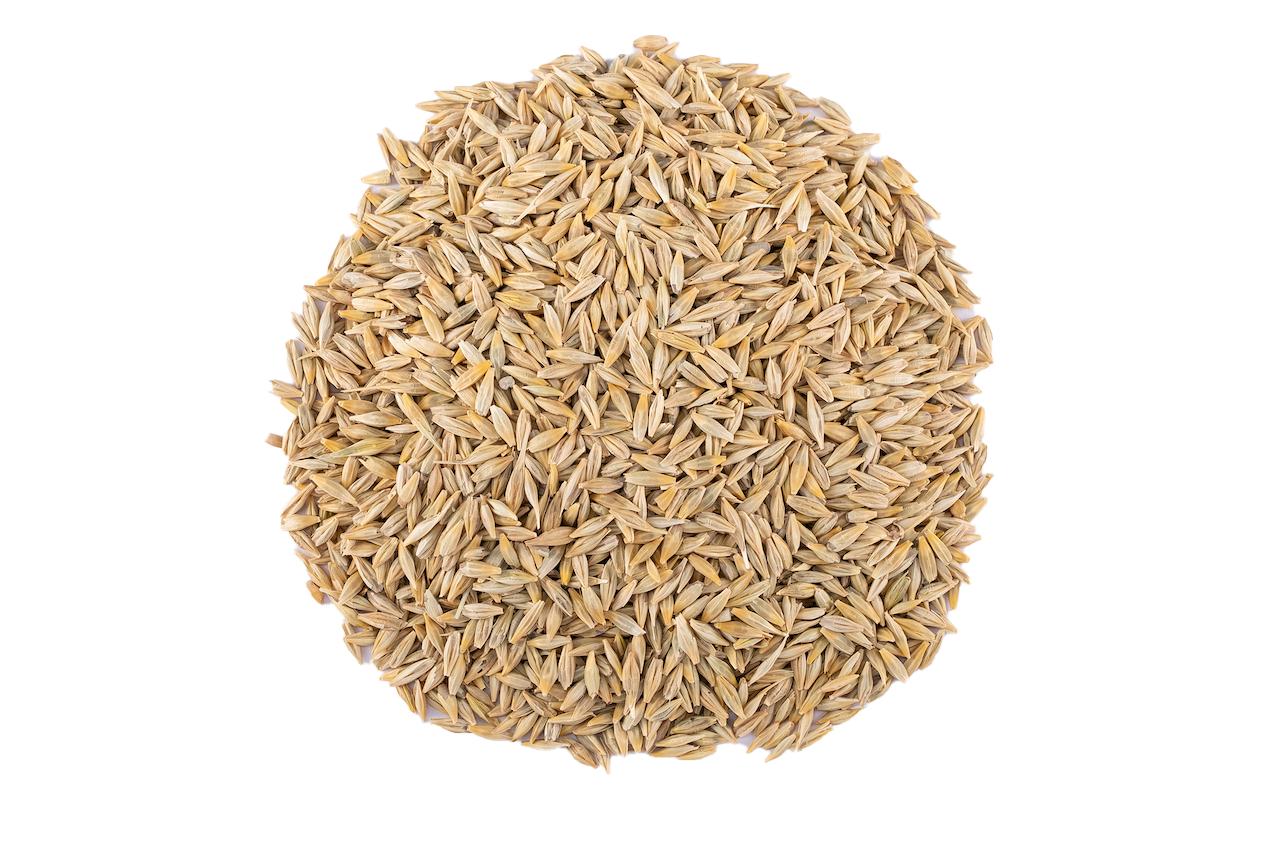 Barley- شعير